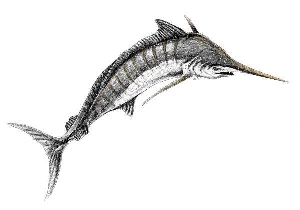 Marlin 1