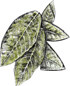 folhas1-tiny-direita-1.png