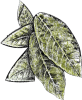 folhas1-tiny.png