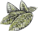 folhas1-tiny-rotated-1.png